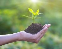 Human hand holding young plant with soil on nature background